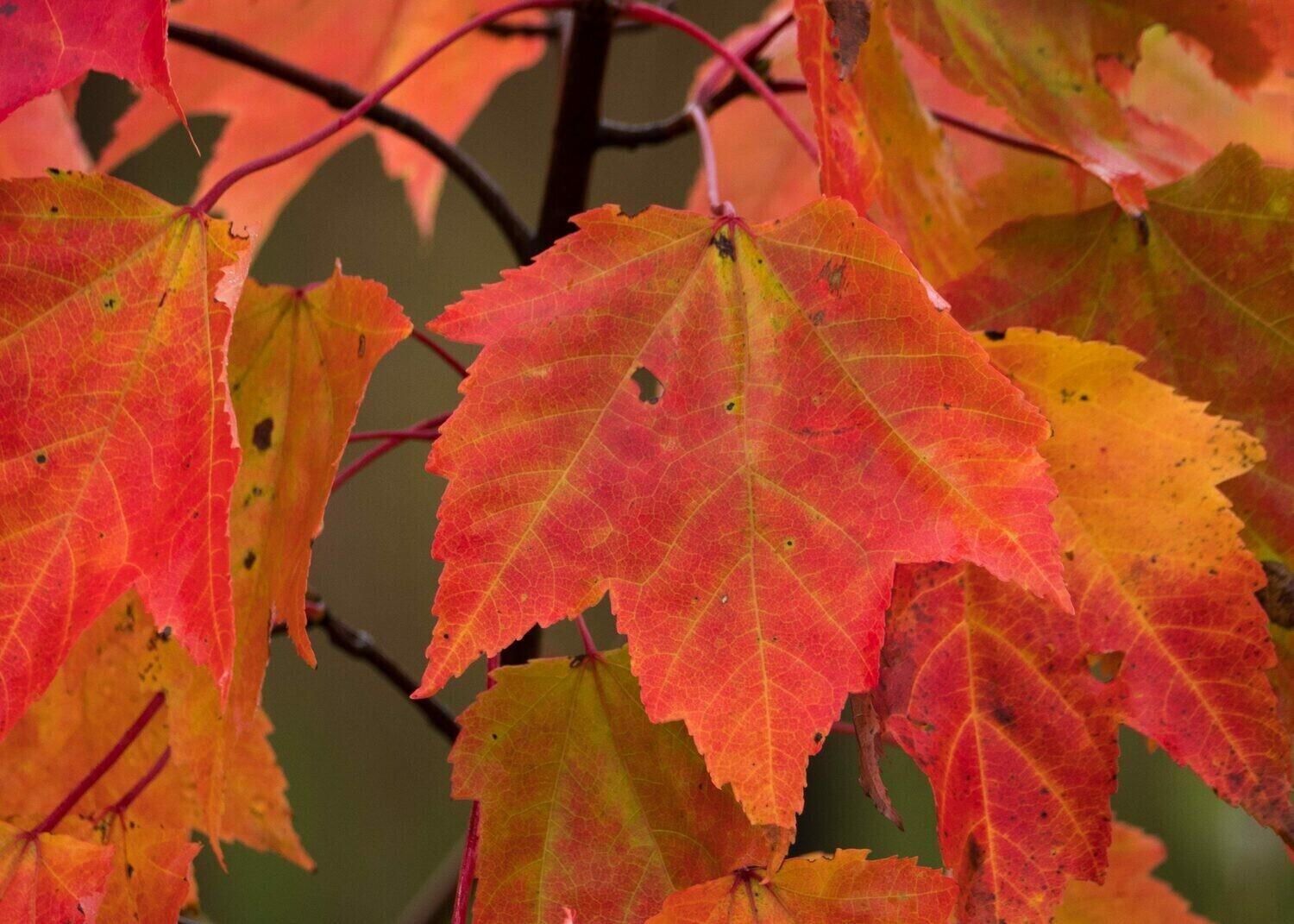 Acer rubrum - Red Maple