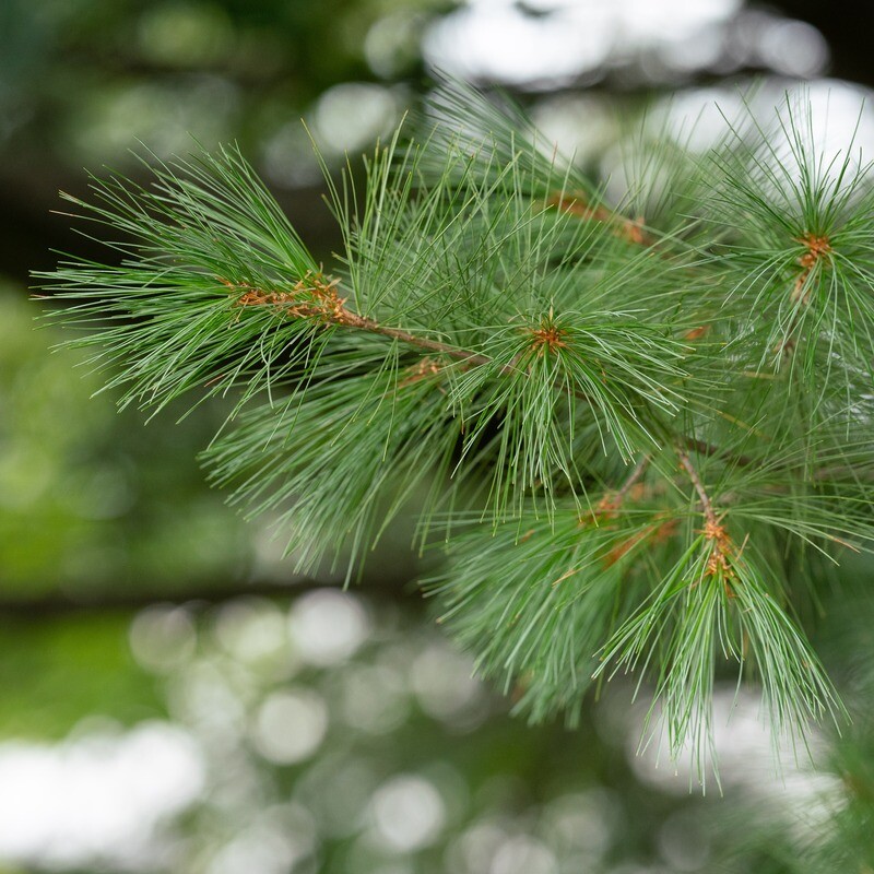 Pinus strobus - White Pine
