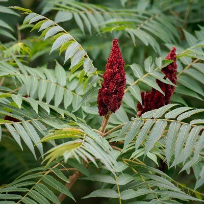 Rhus typhina - Staghorn Sumac