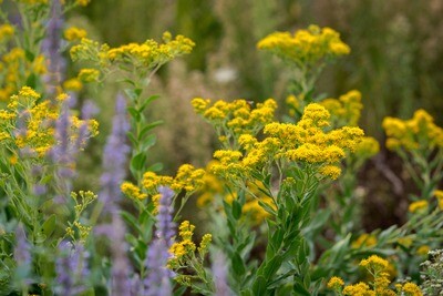 Solidago rigida - Stiff Goldenrod