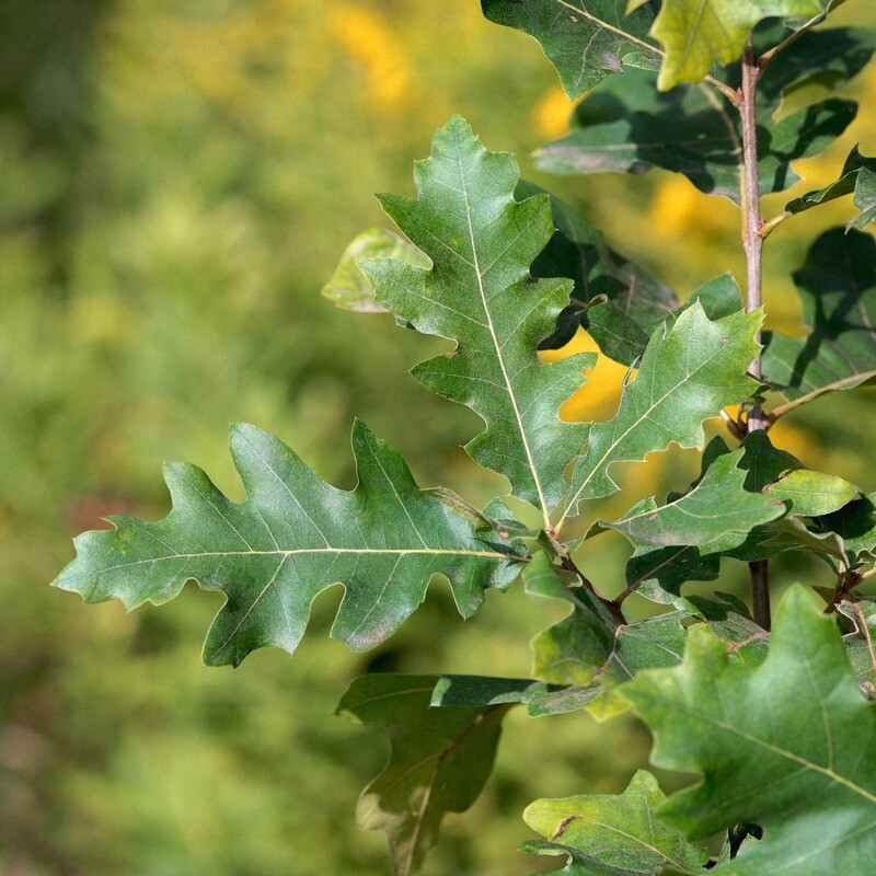 Quercus velutina - Black Oak