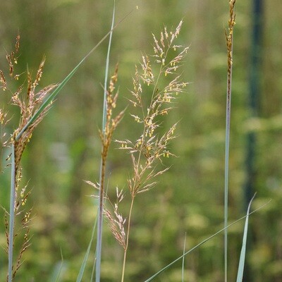 Sorghastrum nutans - Indian Grass