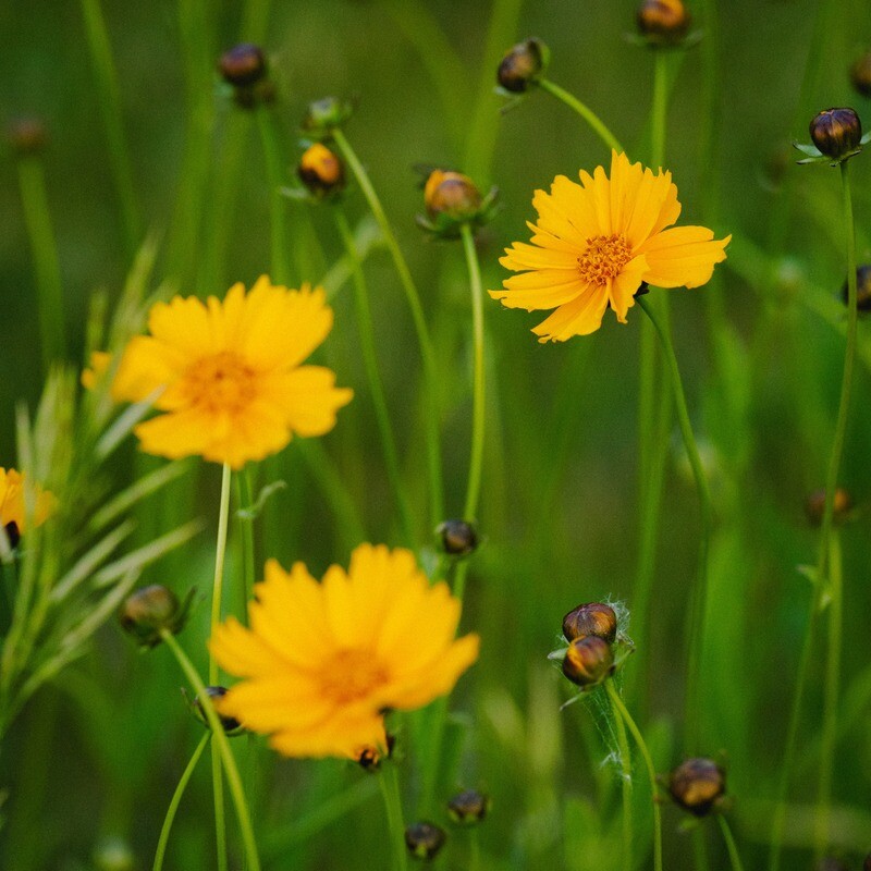 Coreopsis lanceolata - Lance-leaved Coreopsis