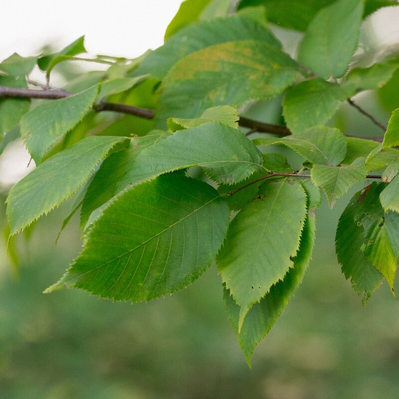 Ostrya virginiana - Ironwood