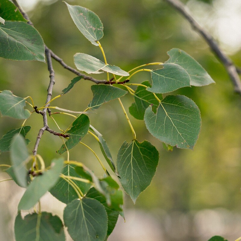 Populus tremuloides - Trembling Aspen