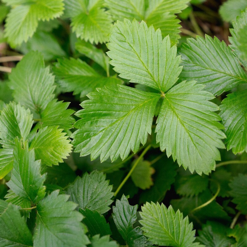 Fragaria vesca - Woodland Strawberry