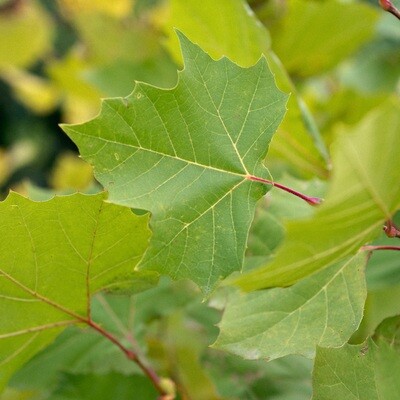 Platanus occidentalis - American Planetree