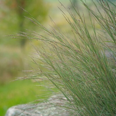 Schizachyrium scoparium - Little Bluestem