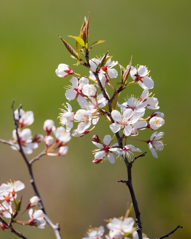 Prunus americana/nigra - CAN/AM Plum