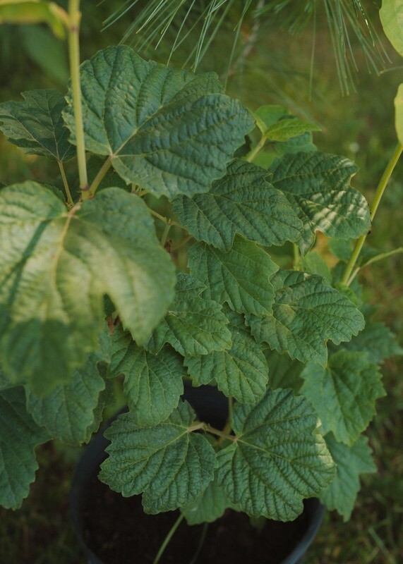 Viburnum acerifolia - Mapleleaf Viburnum