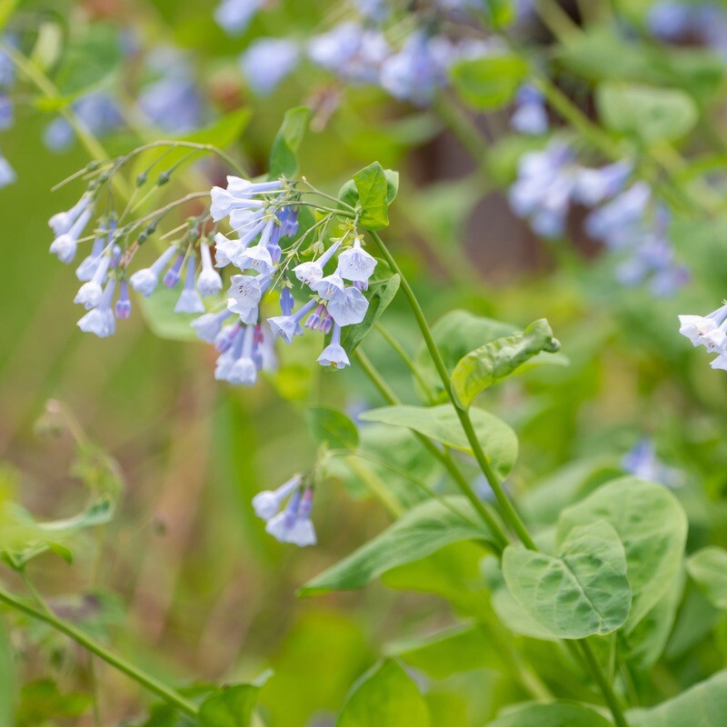 Mertensia virginica - Virginia Bluebells