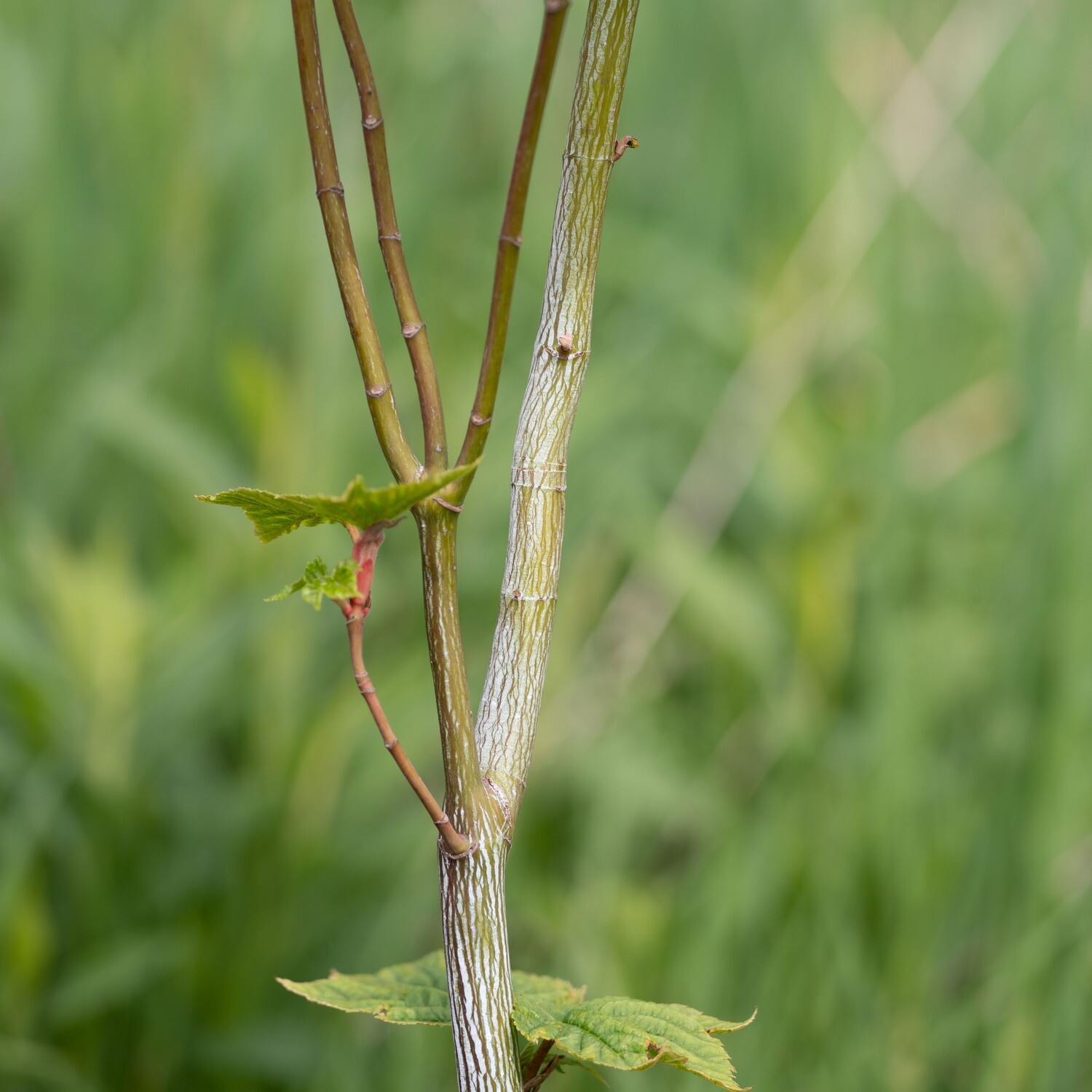 Acer pensylvanicum - Striped Maple