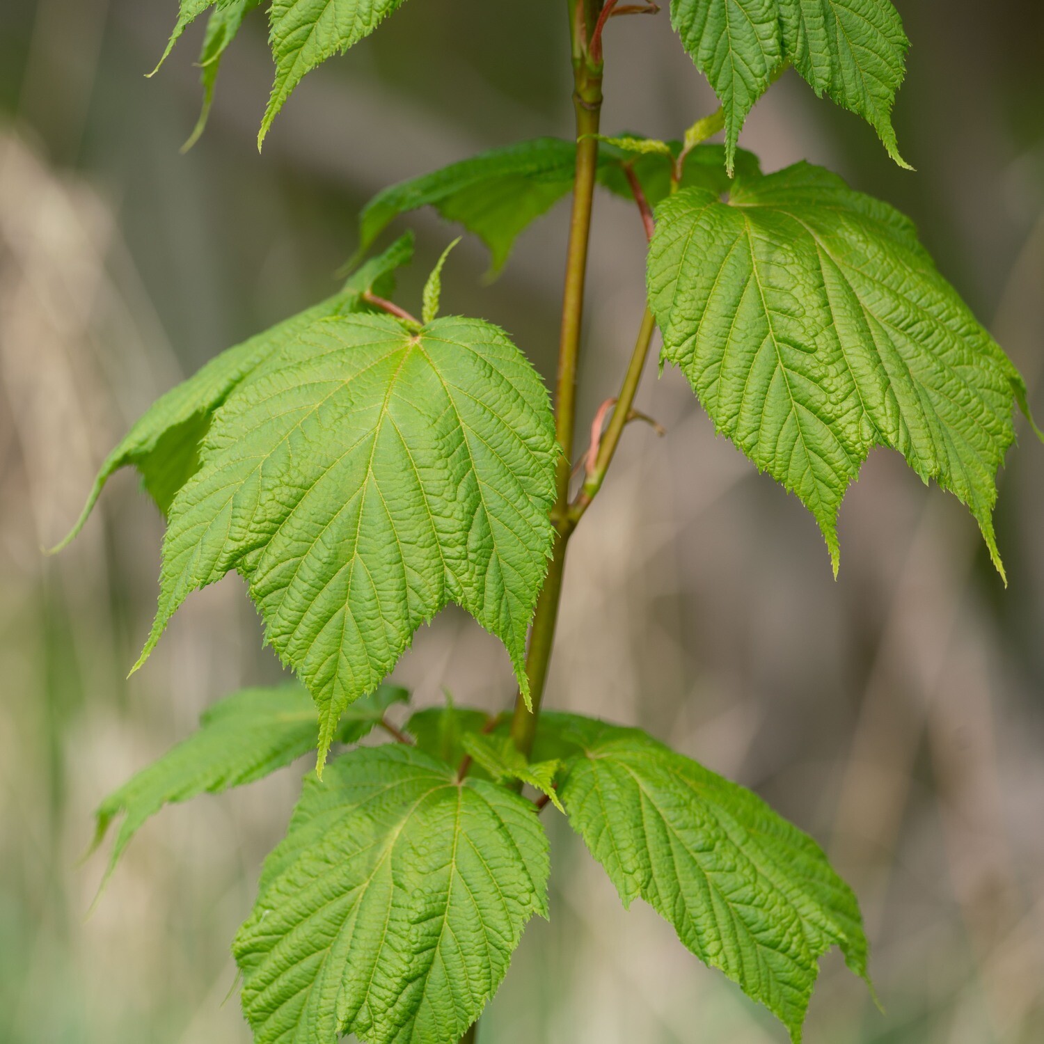 Mapleです。 Acer pensylvanicum - Striped Maple