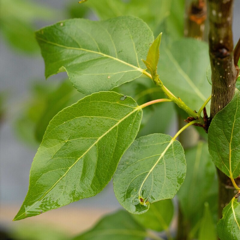 Populus balsamifera - Balsam Poplar