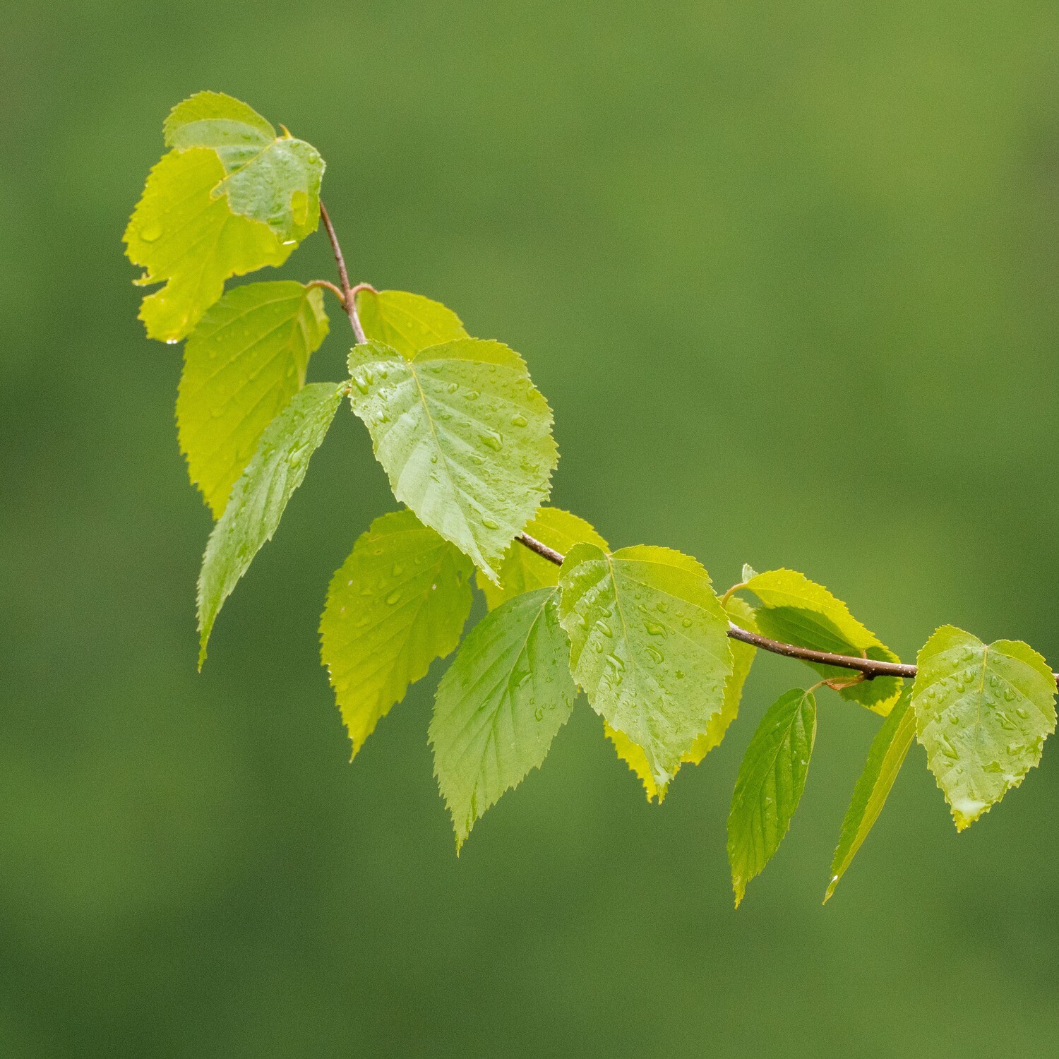 Paper Birch Tree Leaves