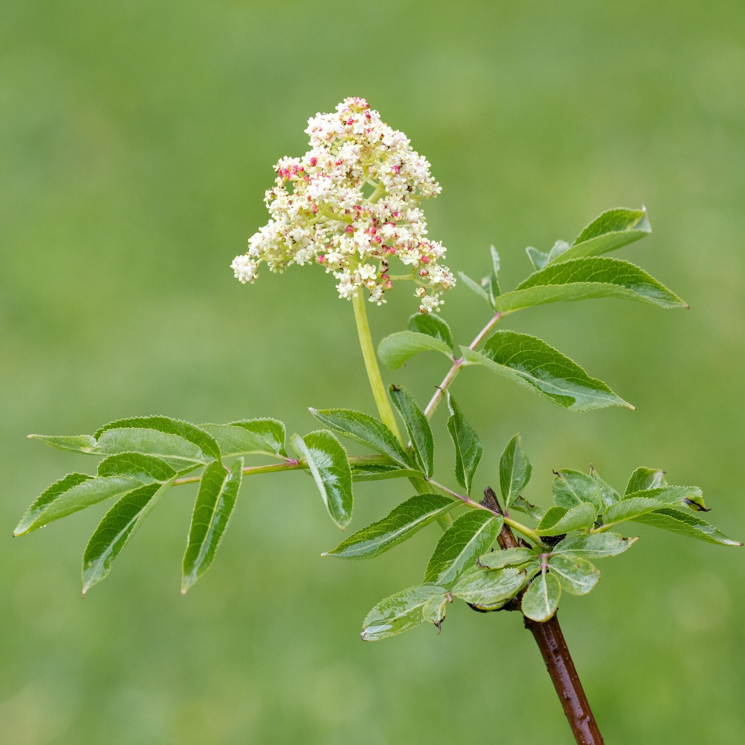 Sambucus pubens- Red Elderberry