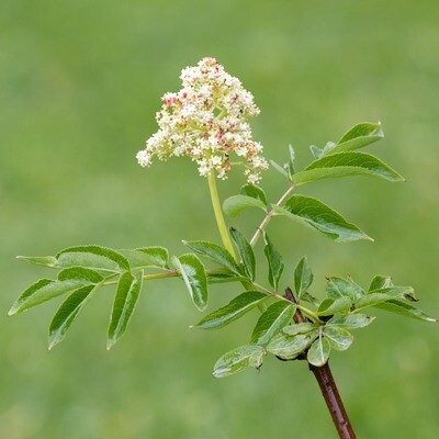 Sambucus pubens- Red Elderberry
