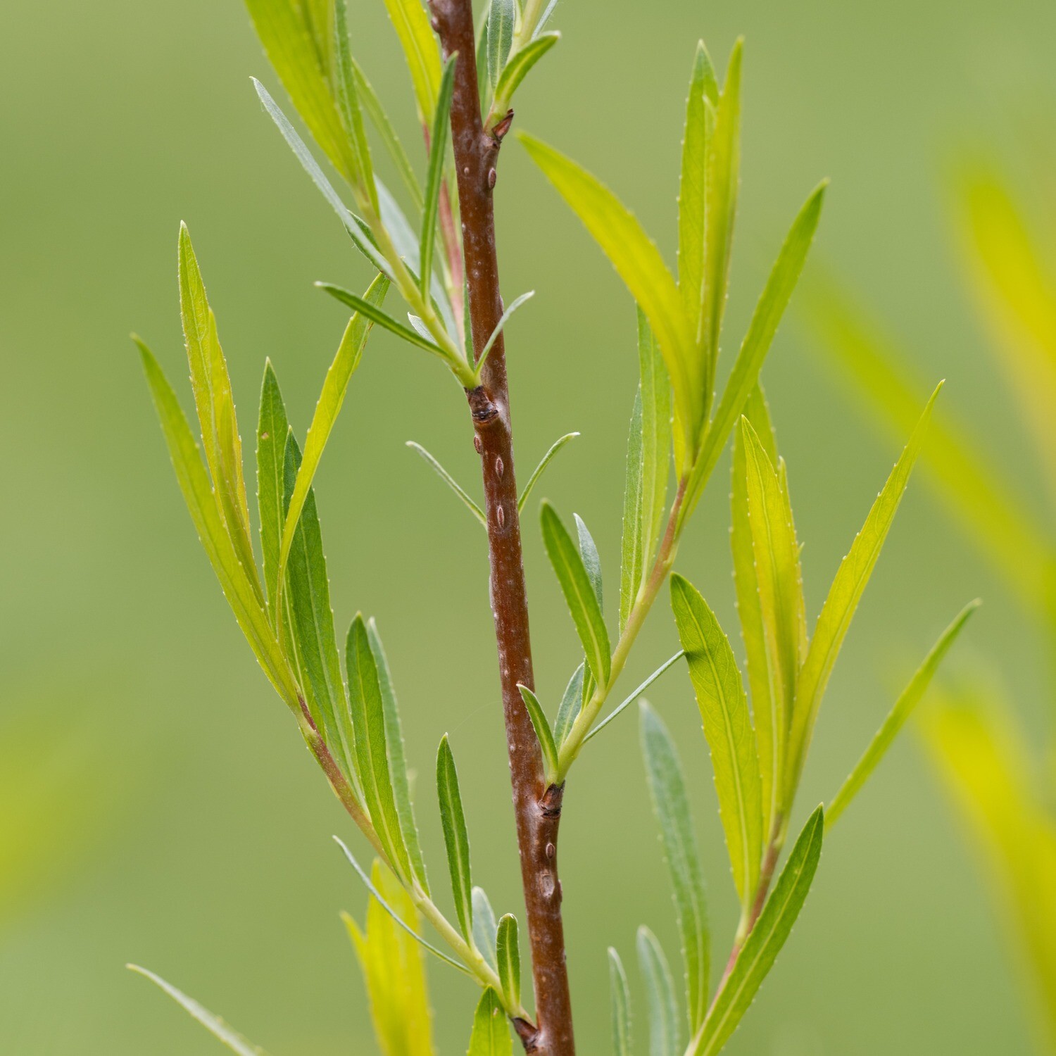 Salix exigua - Sandbar Willow