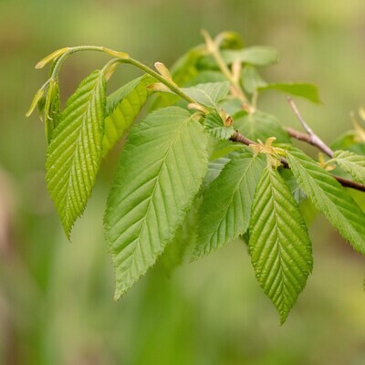 Carpinus caroliniana - Blue-Beech