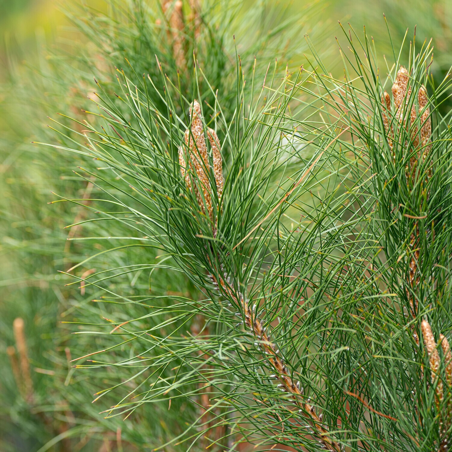 Pinus resinosa - Red Pine