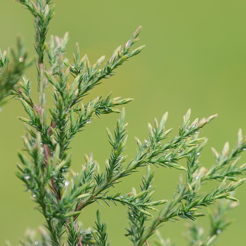 Juniperus virginiana - Eastern Red Cedar