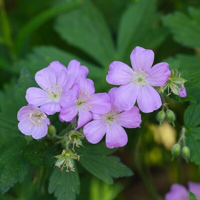 Geranium maculatum - Wild Geranium