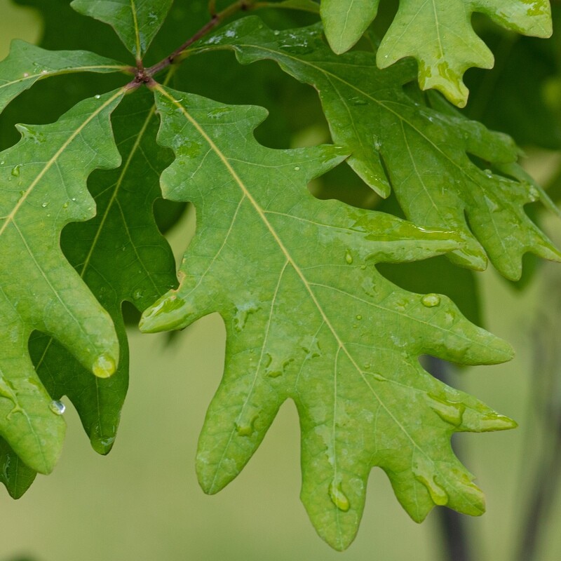 Quercus alba - White Oak