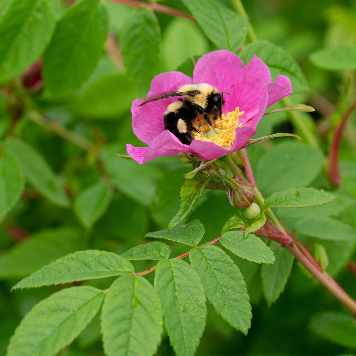Rosa acicularis - Prickly Wild Rose