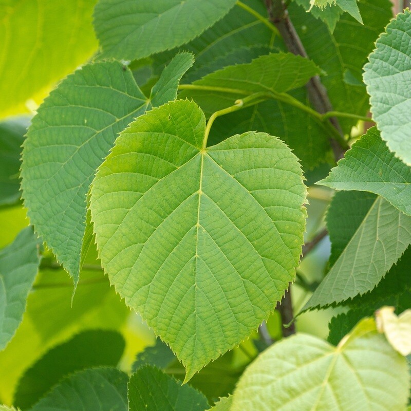 Tilia americana - Basswood