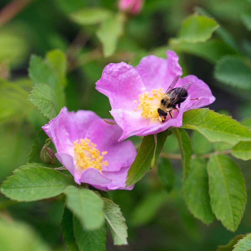 Rosa blanda - Smooth Wild Rose