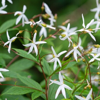 Gillenia trifoliata - Bowman's Root