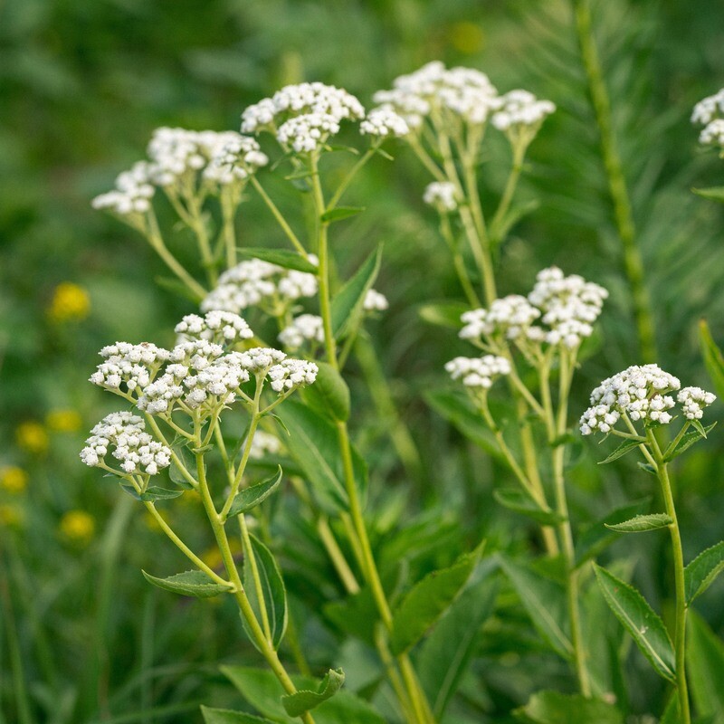 Parthenium integrifolium - Wild Quinine