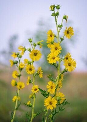 Silphium laciniatum - Compass Flower