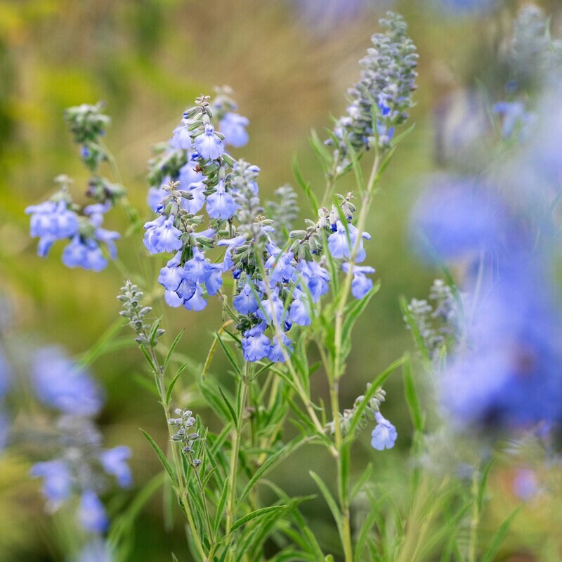 Salvia azurea - Blue Sage Salvia azurea - Blue Sage
