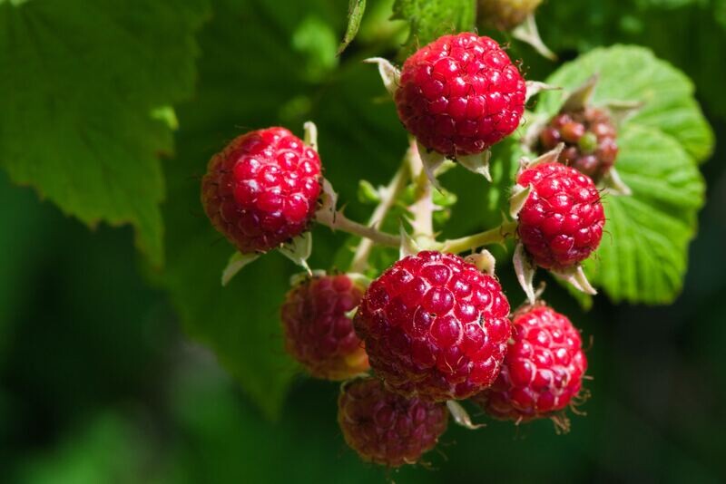 Red Raspberry 'Pathfinder'