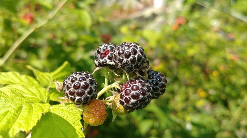 Rubus occidentalis- Black Raspberry 'Jewel'