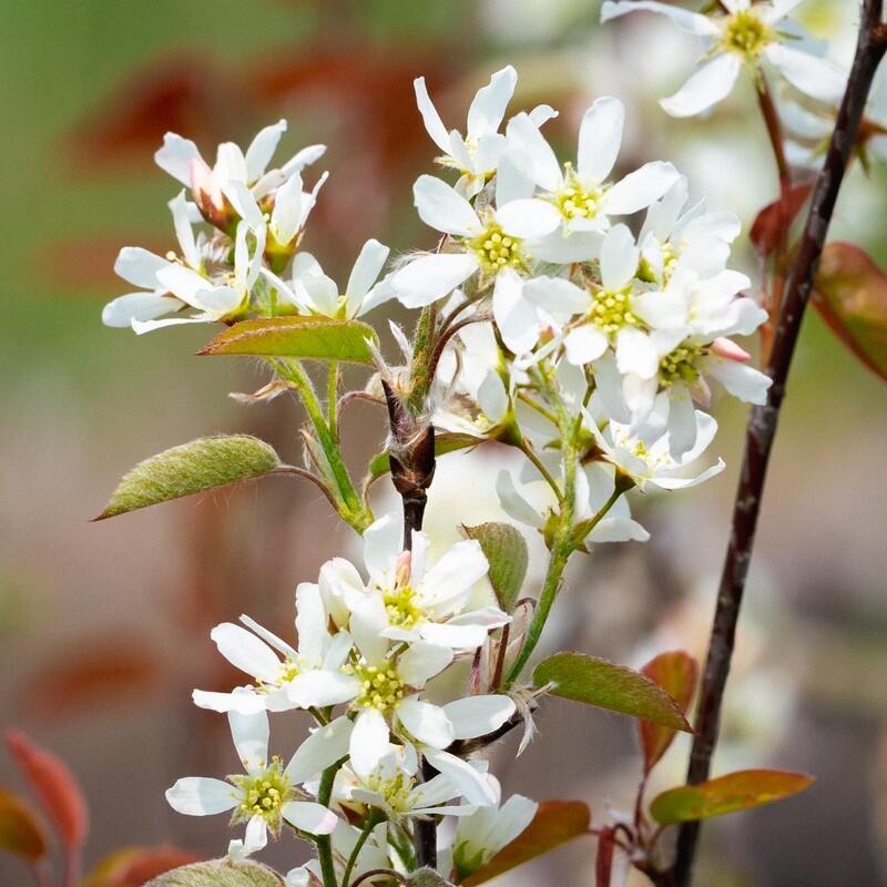 Amelanchier canadensis - Common Serviceberry