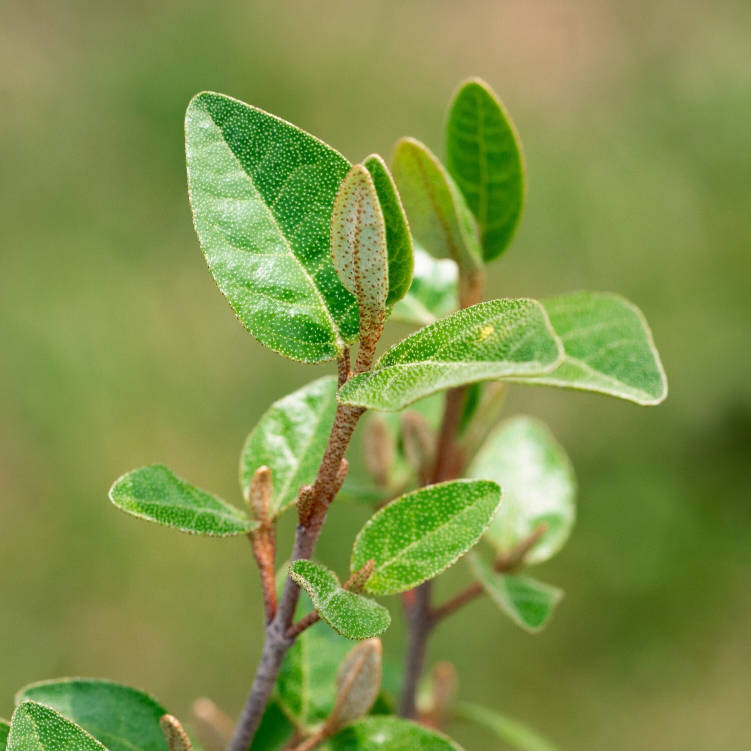 Shepherdia canadensis - Soapberry