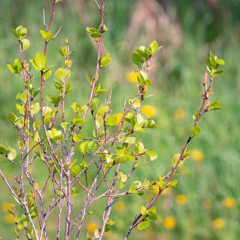 Betula pumila - Dwarf Birch