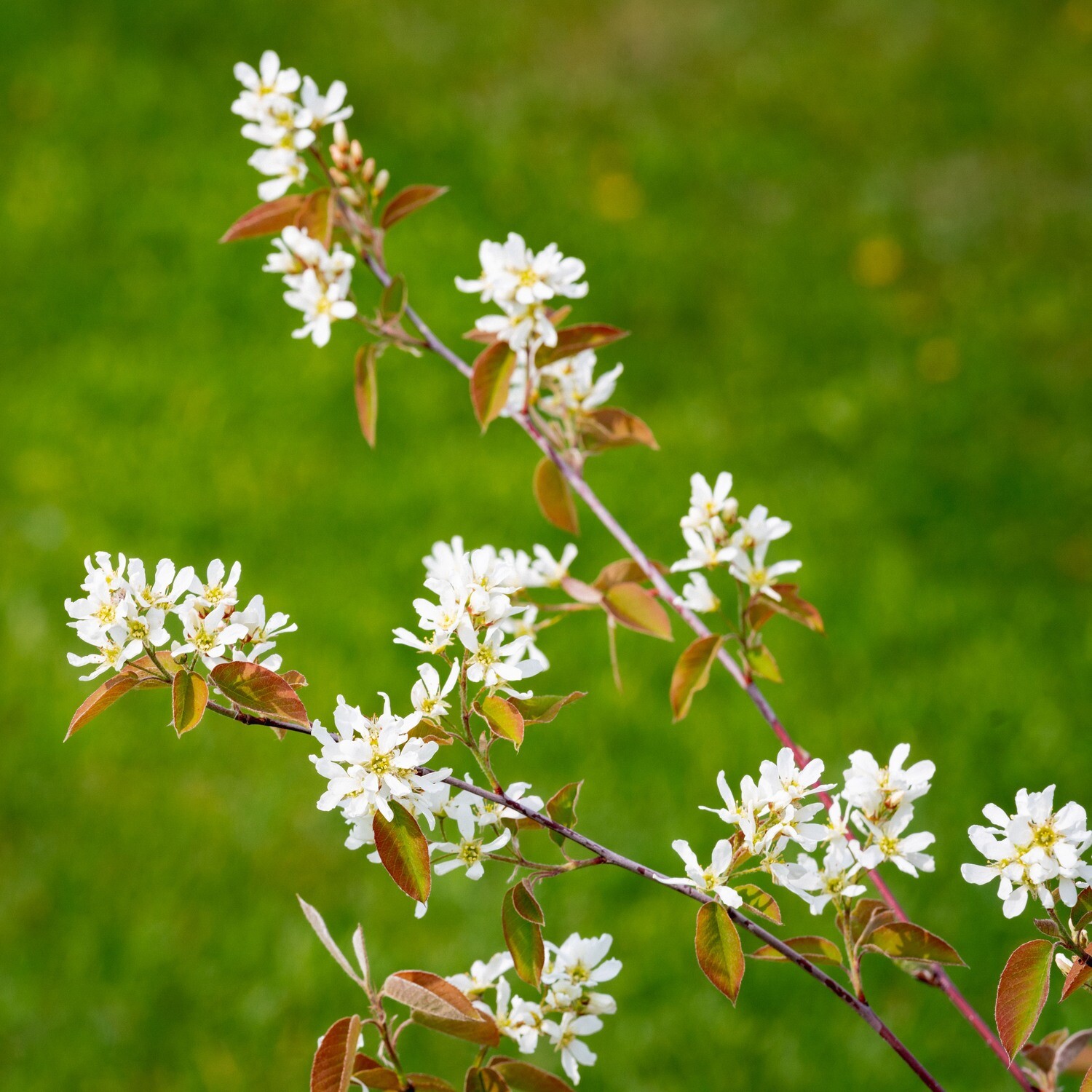 Amelanchier alnifolia - Saskatoon Serviceberry