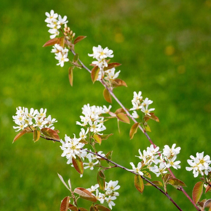 Amelanchier alnifolia - Saskatoon Serviceberry