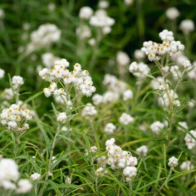 Anaphalis margaritacea - Pearly Everlasting