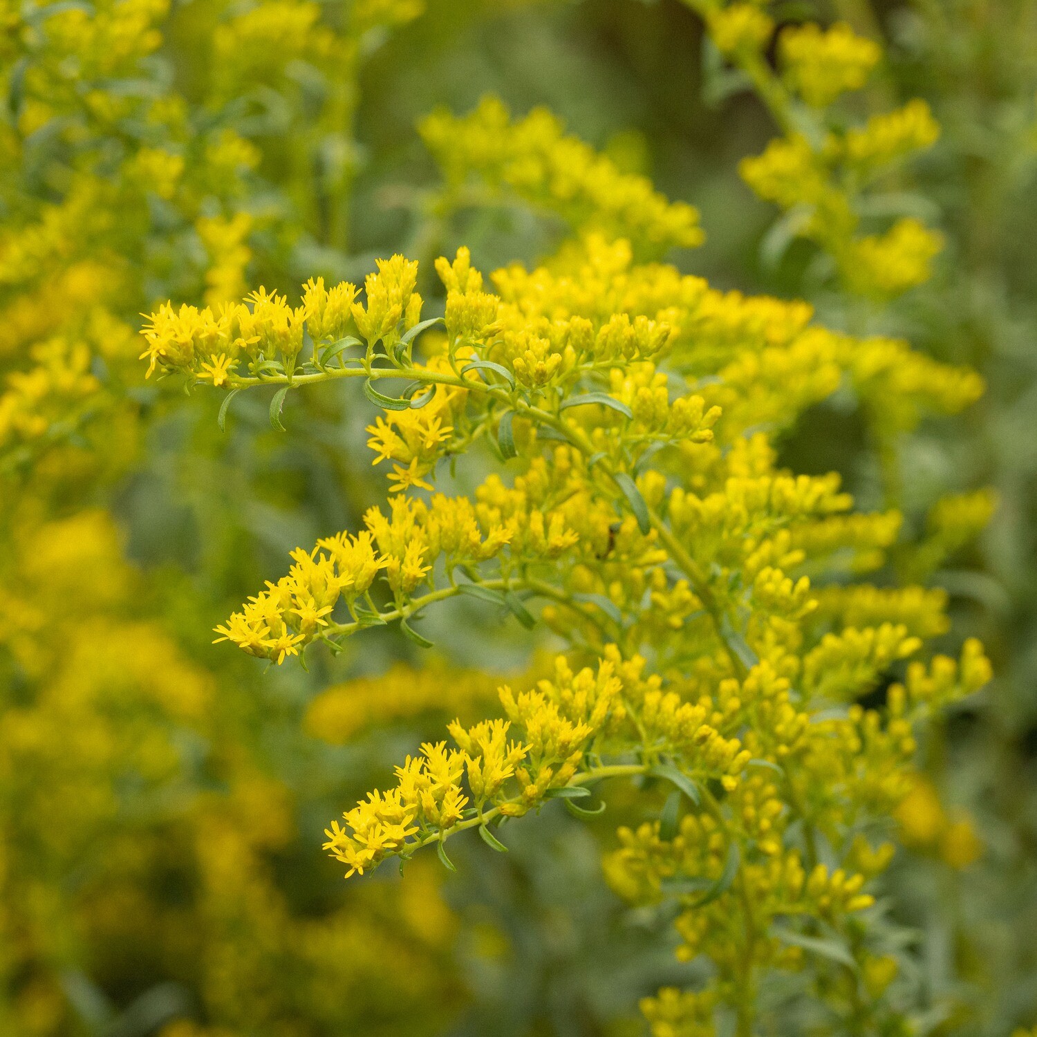 Solidago nemoralis - Old Field Goldenrod