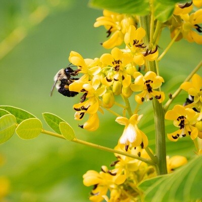 Senna hebecarpa - Wild Senna