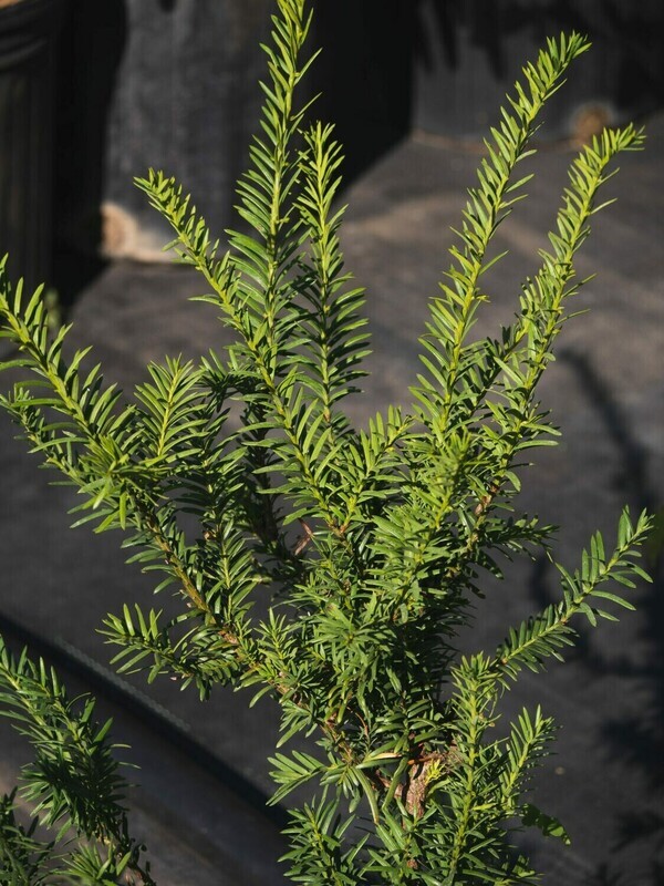 Taxus canadensis - Canada Yew