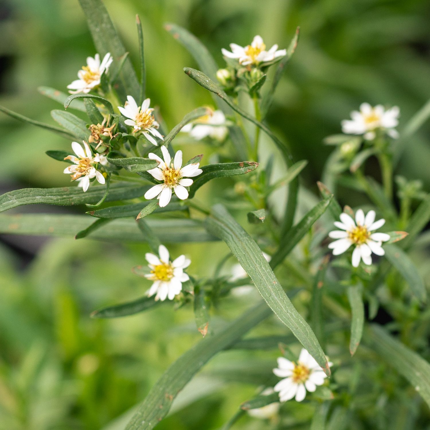 Symphyotrichum ericoides - Heath Aster