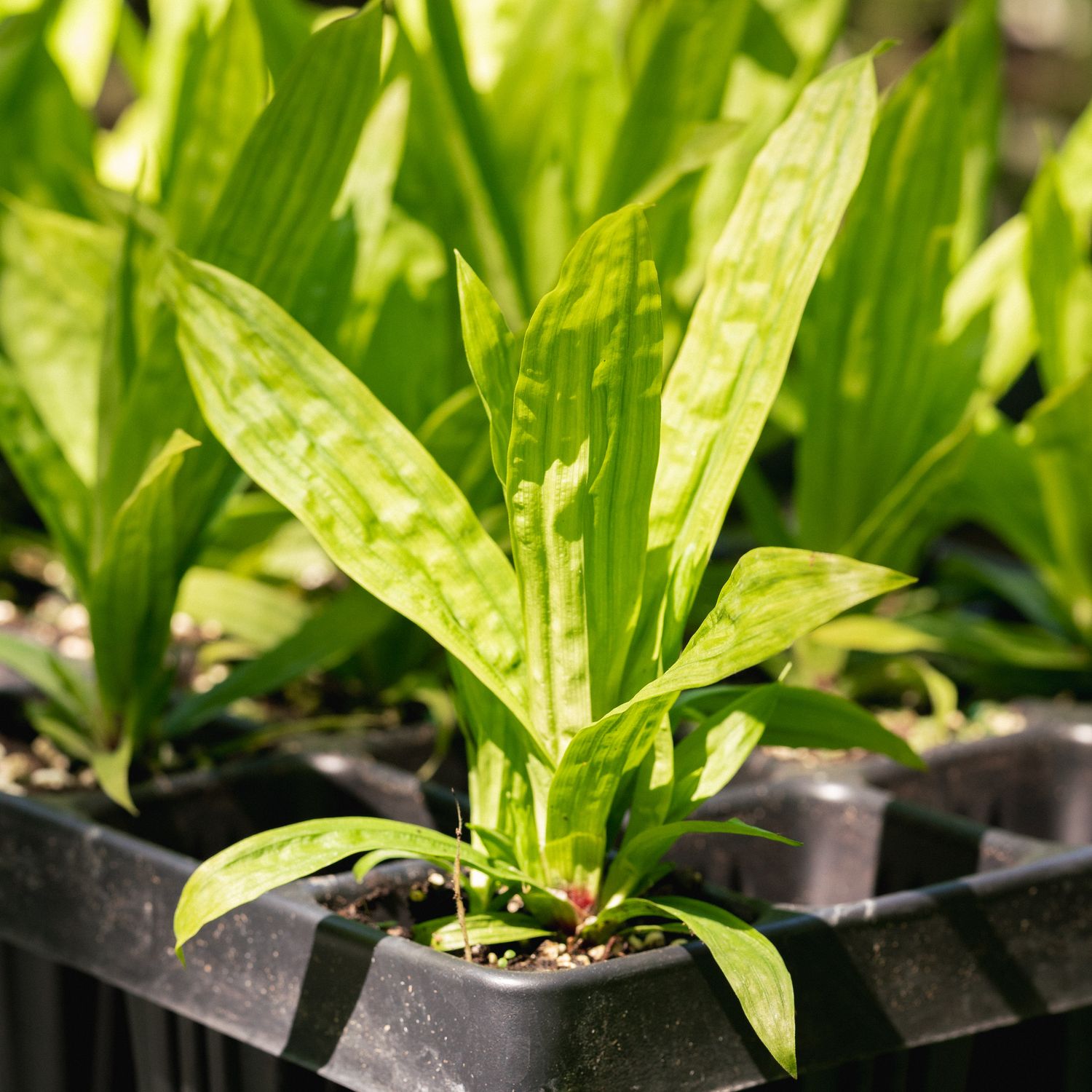 store-carex-plantaginea-plantainleaf-sedge-ontario-native-plant