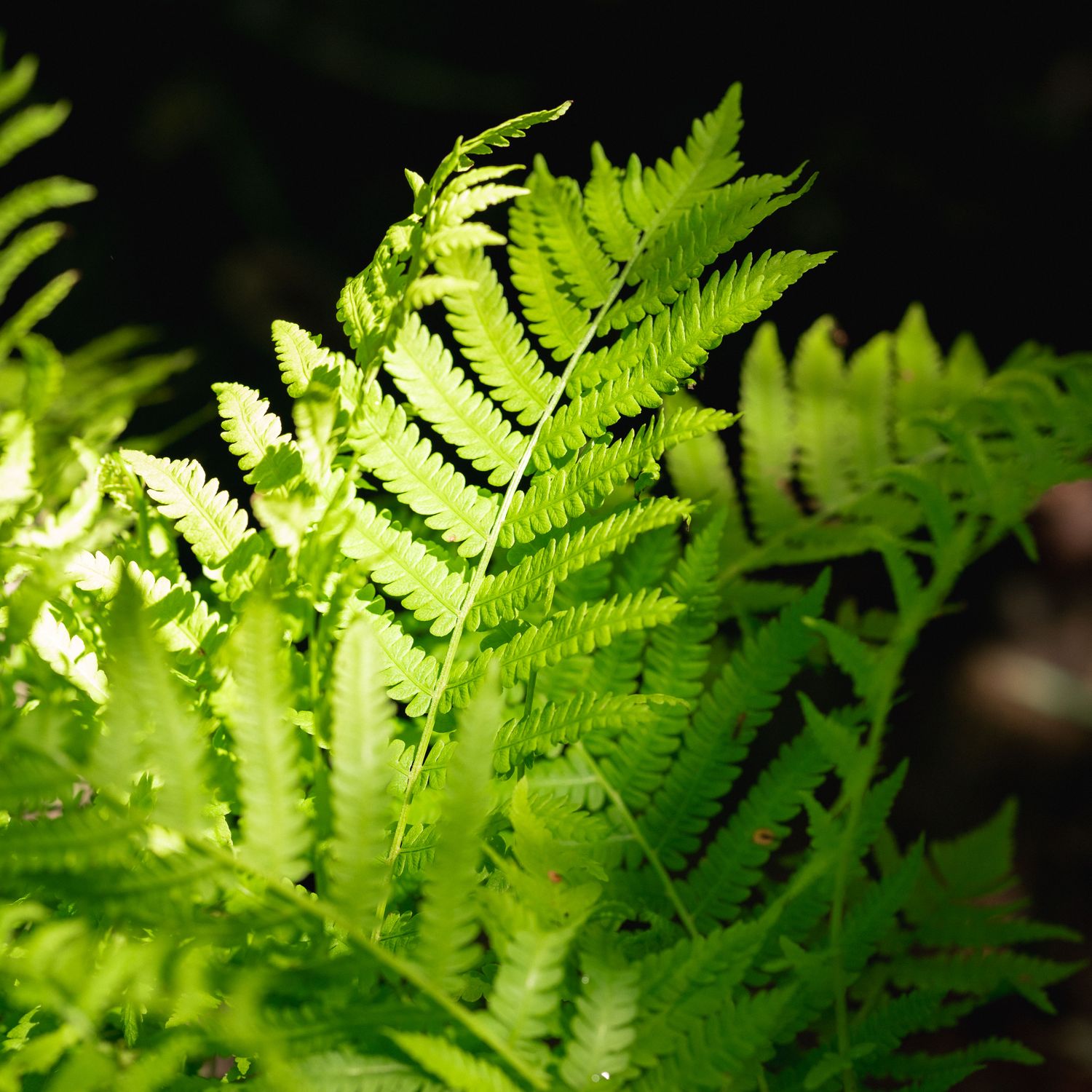 Matteuccia struthiopteris - Ostrich Fern