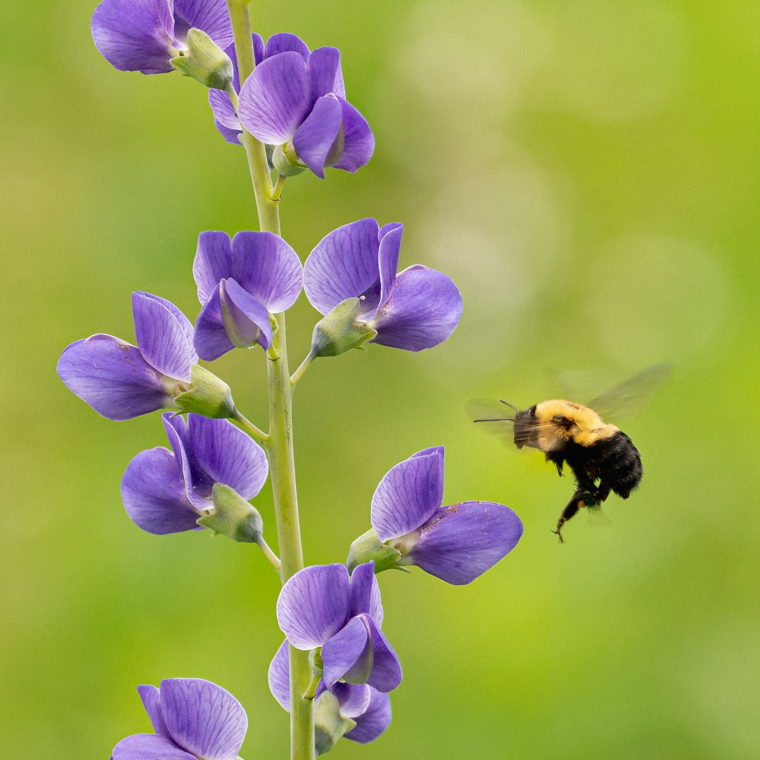 Baptisia australis - False Blue Indigo