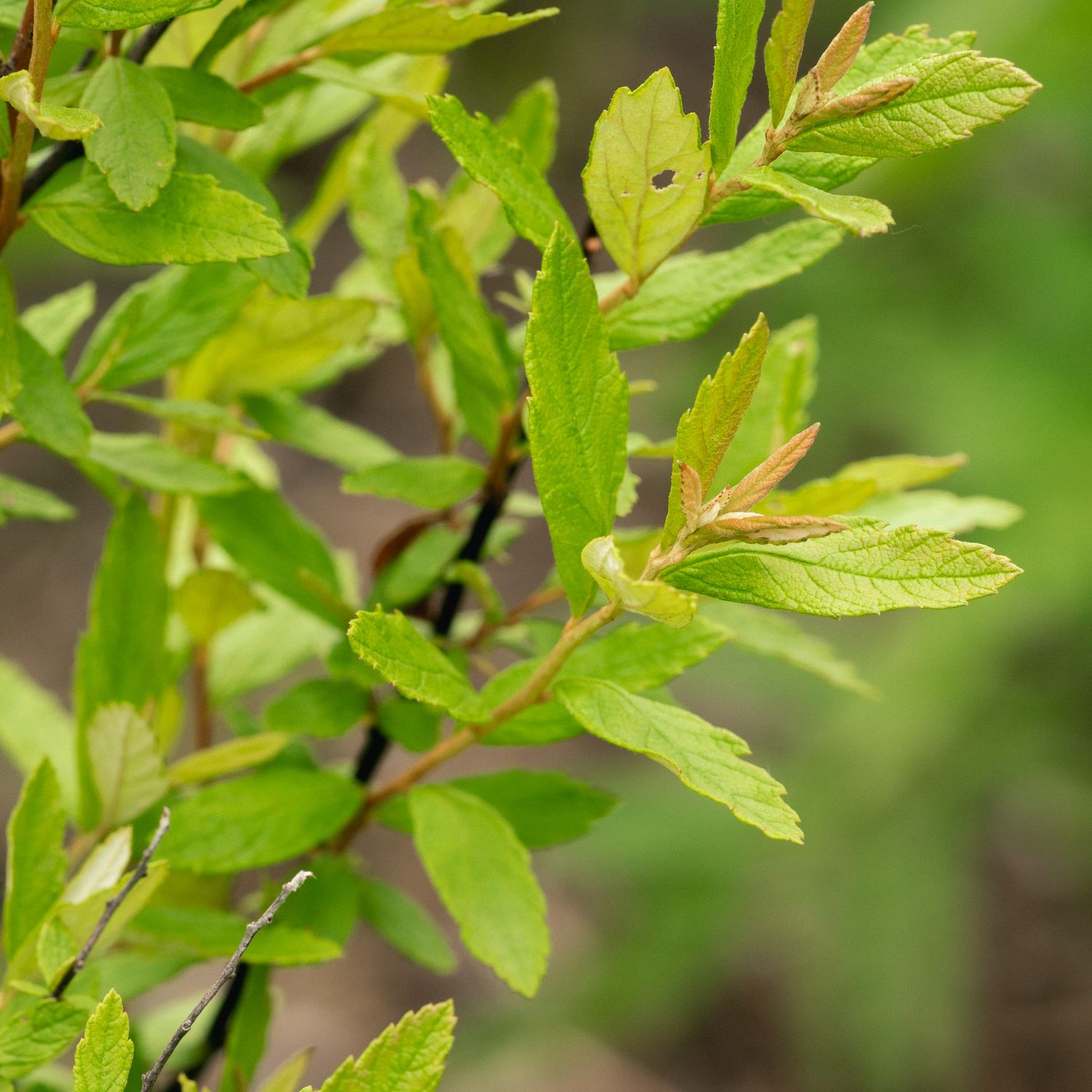 Spiraea tomentosa - Steeplebush